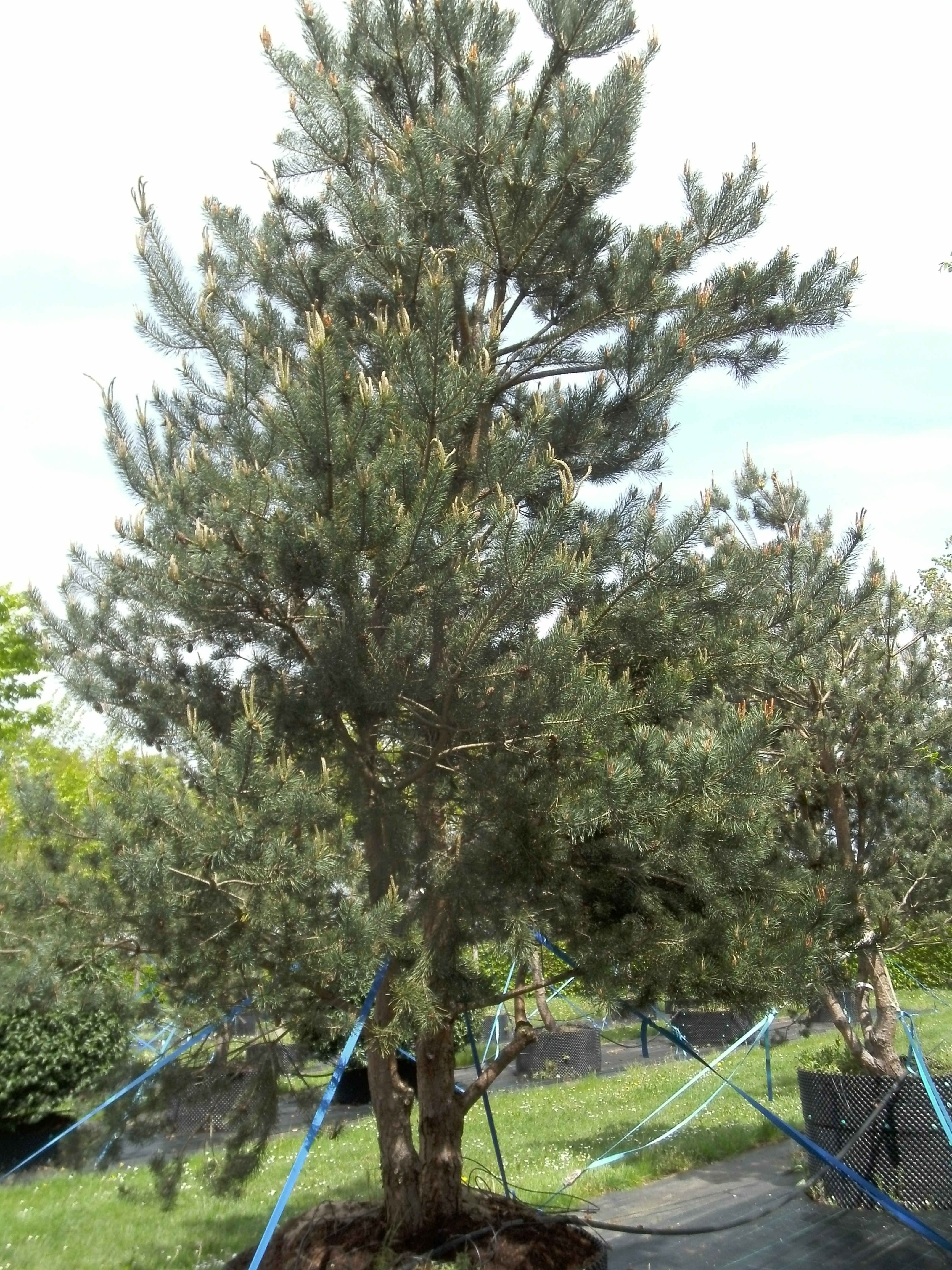 Pinus sylvestris